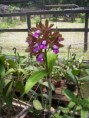 Catleya Leopoldi Tipo 